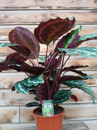Calathea 'Medallion' / P19-Easy Garden Centre