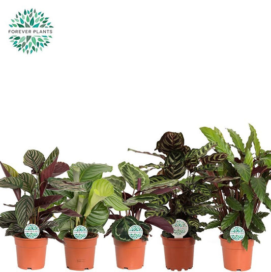 Calathea mix (Forever) / P17