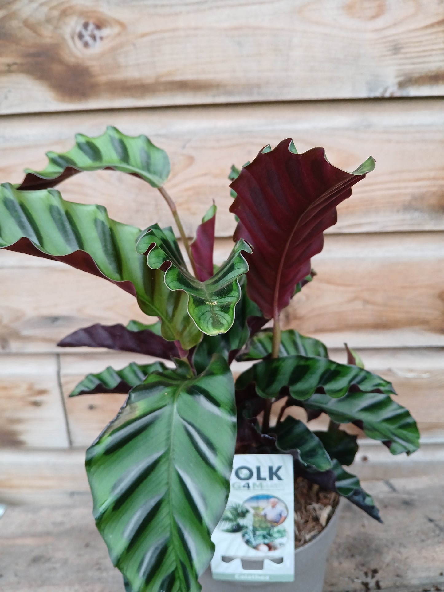 Calathea 'Velvet Glory' / P14-Easy Garden Centre