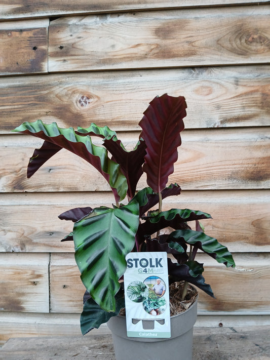 Calathea 'Velvet Glory' / P14-Easy Garden Centre