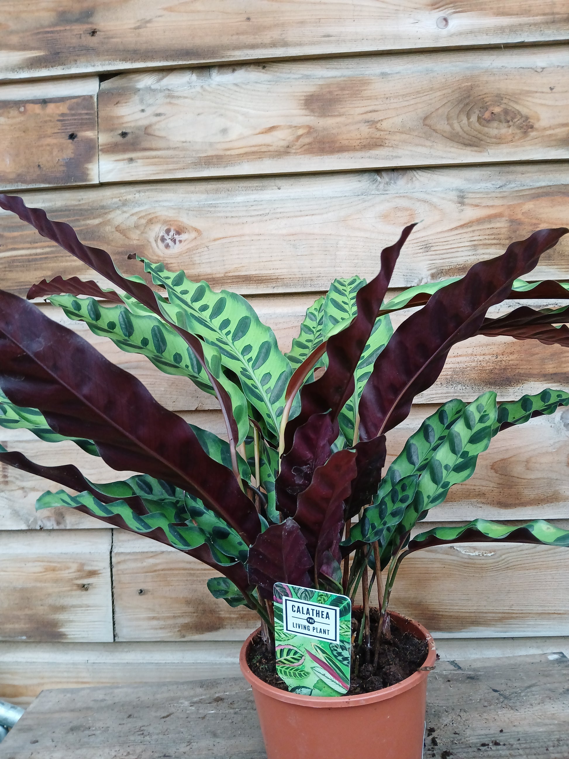 Calathea insignis / P14-Easy Garden Centre