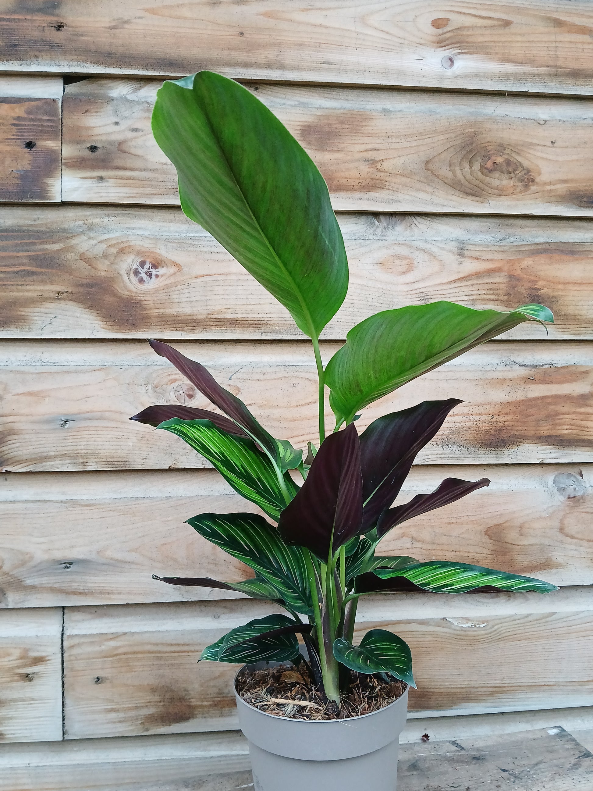 Calathea majestica 'Princeps' / P14-Easy Garden Centre
