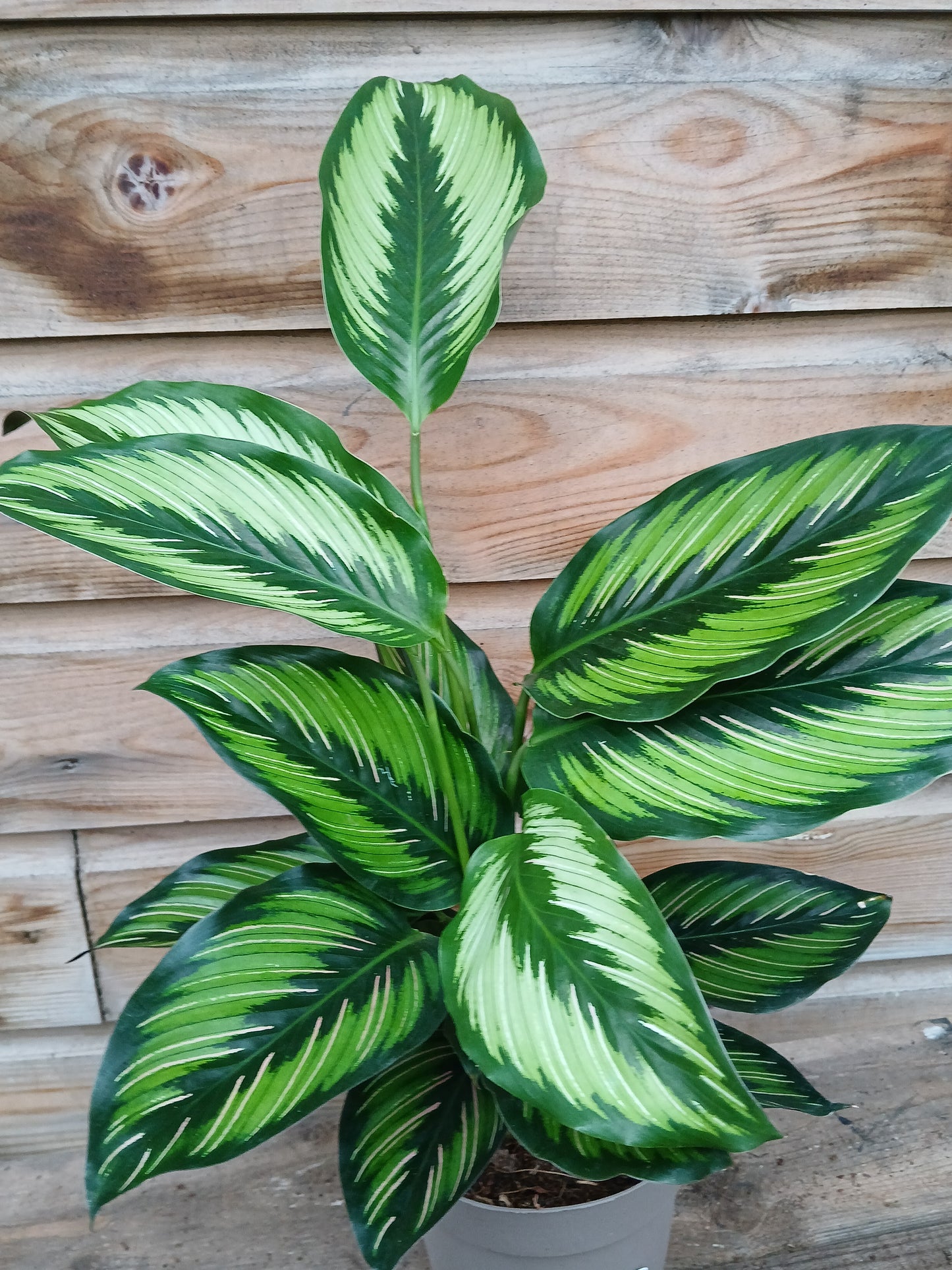 Calathea majestica 'Princeps' / P14-Easy Garden Centre