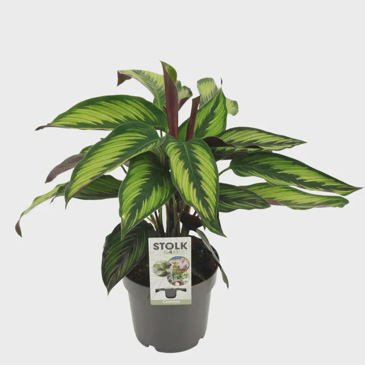 Calathea majestica 'Princeps' / P14-Easy Garden Centre