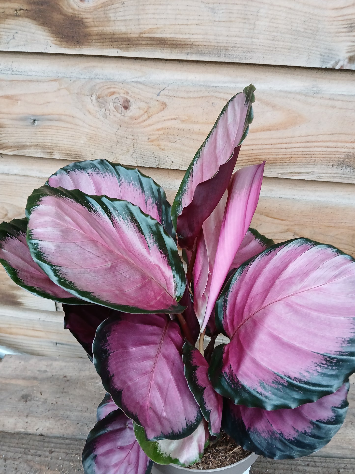 Calathea roseo-picta 'Misty Red' / P14-Easy Garden Centre