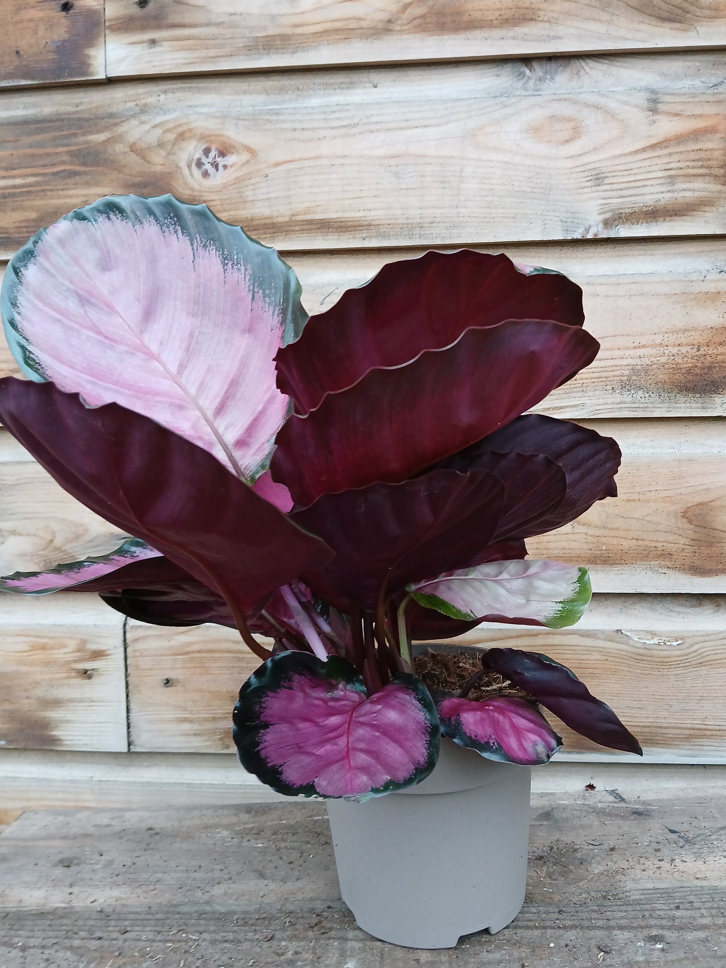 Calathea roseo-picta 'Misty Red' / P14-Easy Garden Centre
