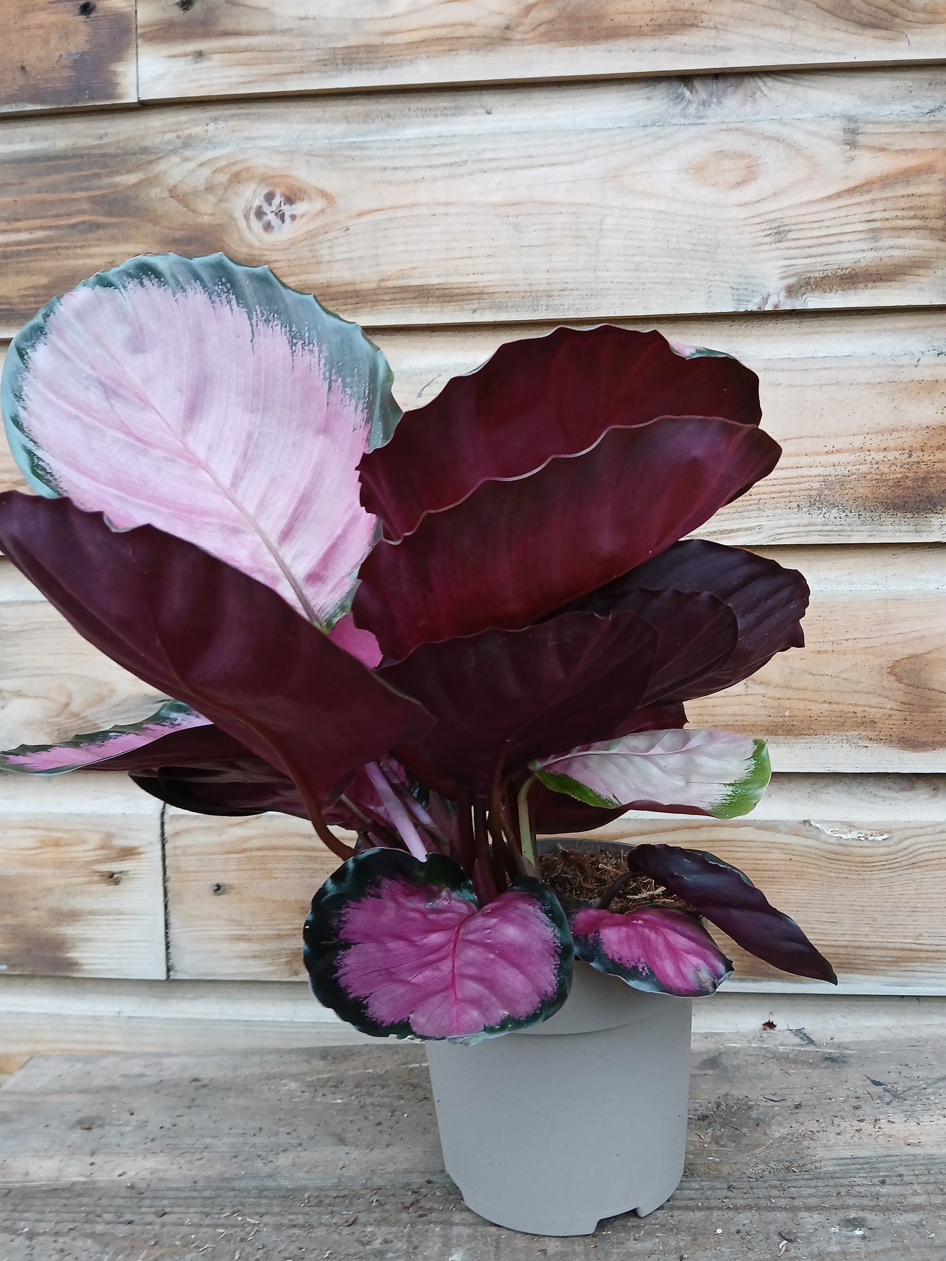 Calathea roseo-picta 'Misty Red' / P14-Easy Garden Centre