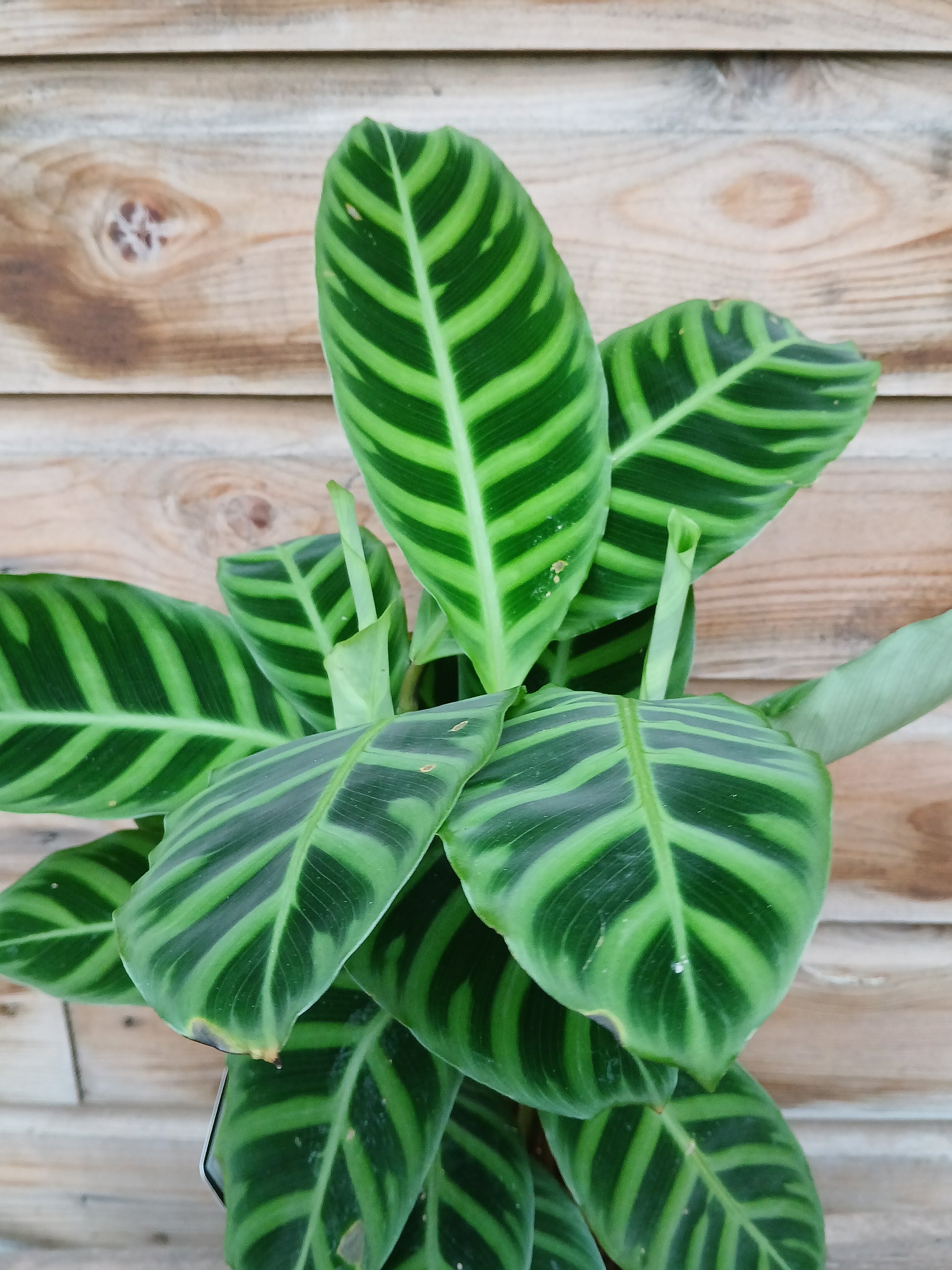 Calathea zebrina / P14-Easy Garden Centre