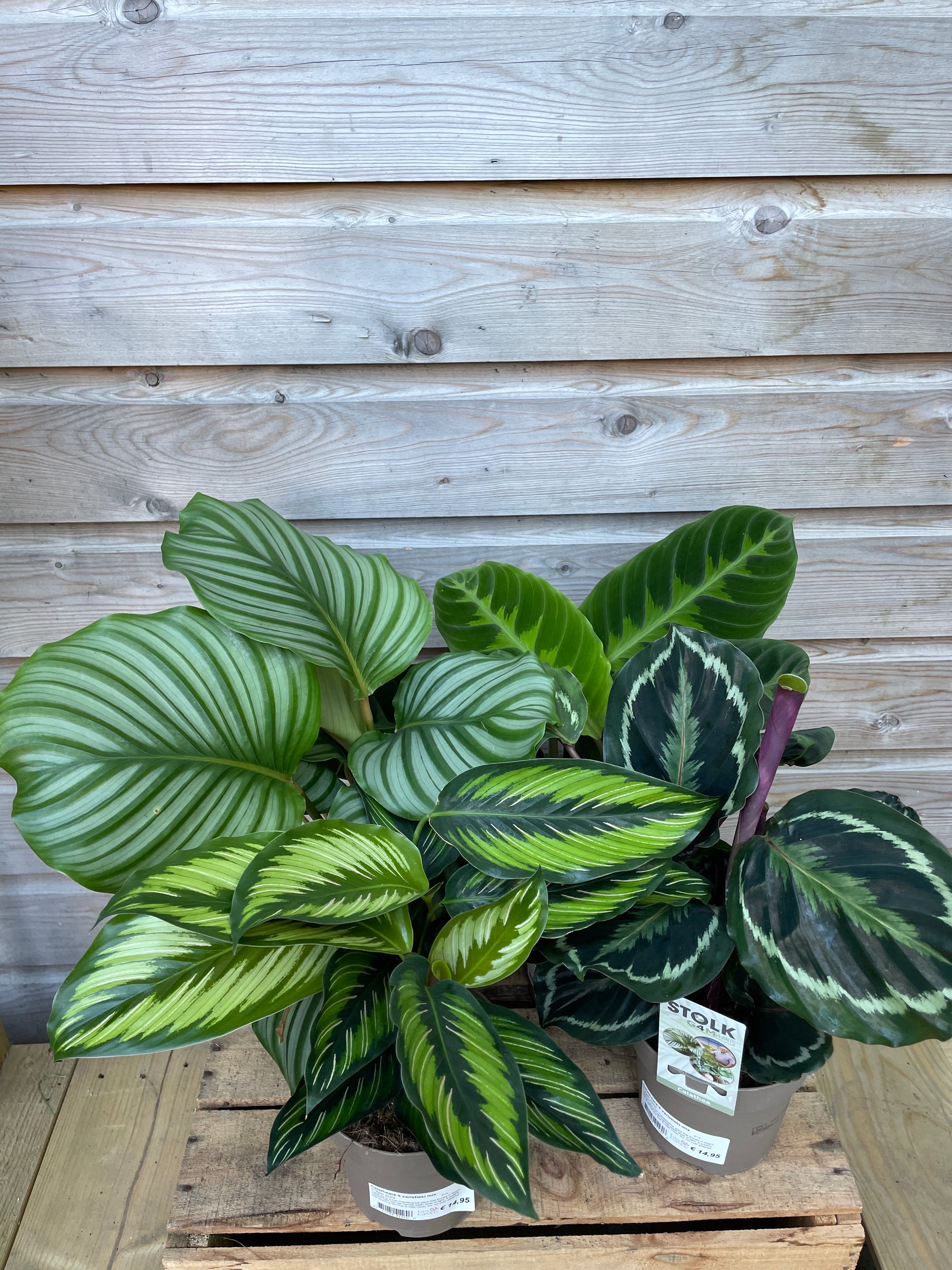 Calathea mix calathea orbifola, calathea medallion Calathea ornata