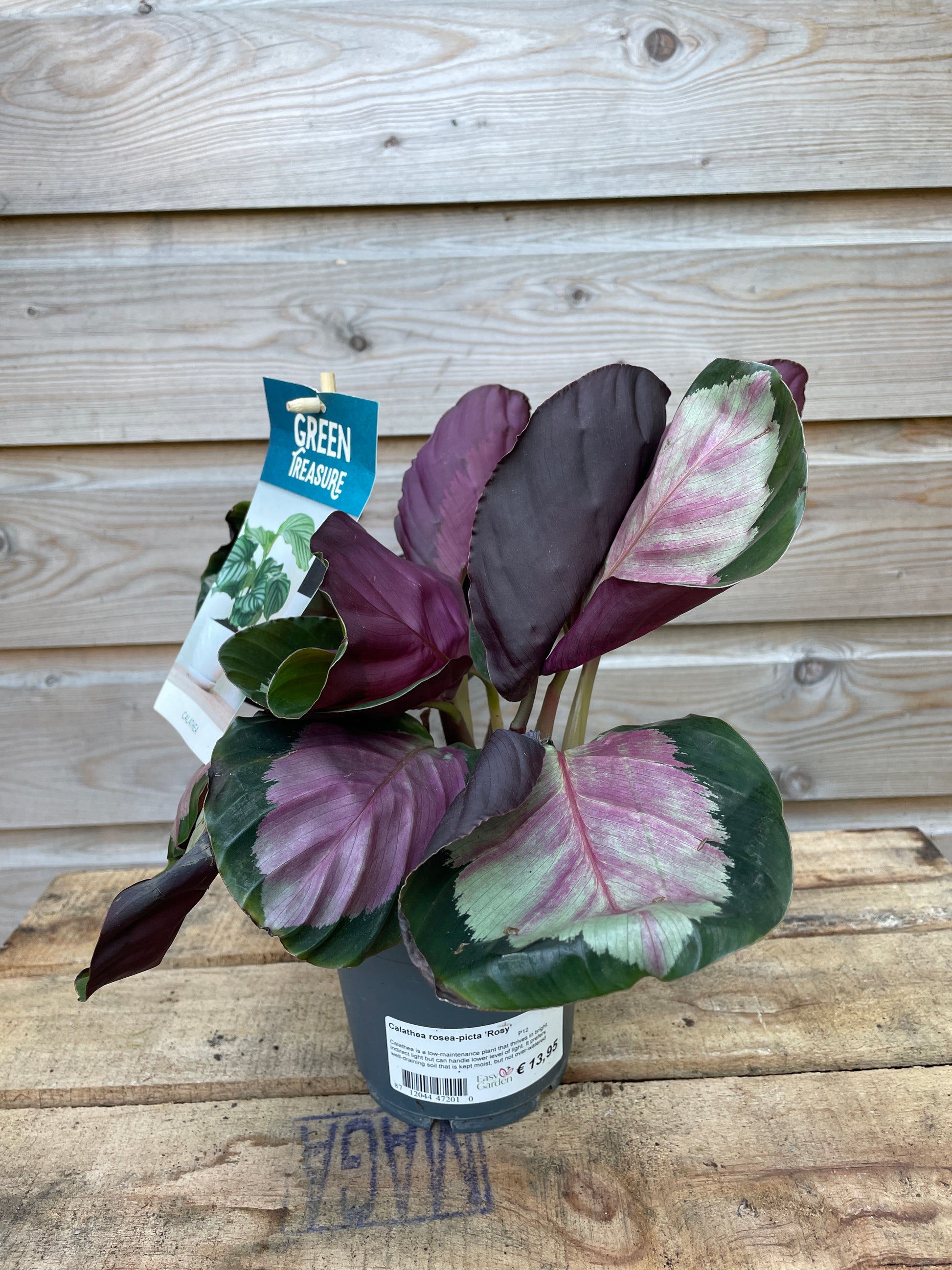 Multicolored leafy plant with tags on a wooden surface