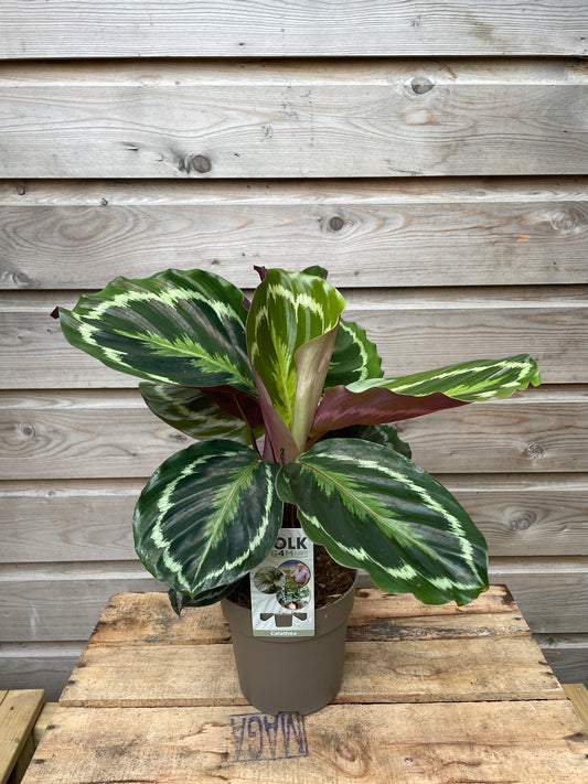 Calathea Medallion