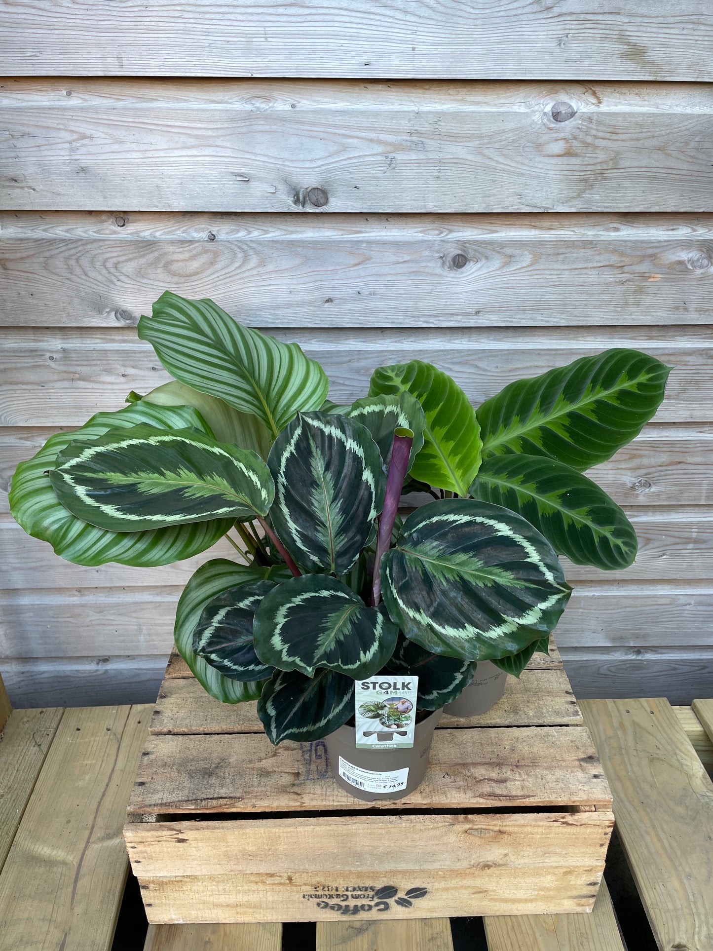 Calathea mix