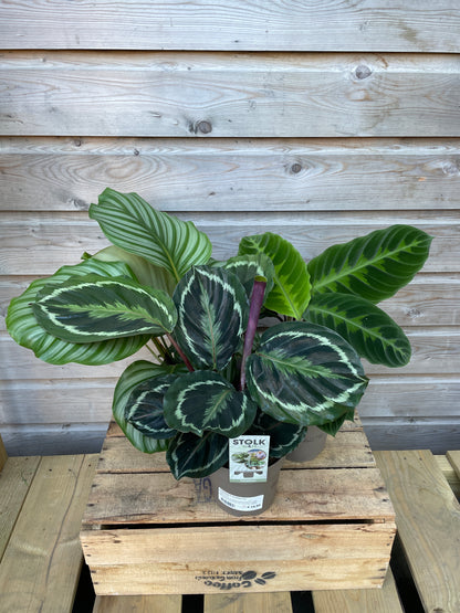 Calathea mix