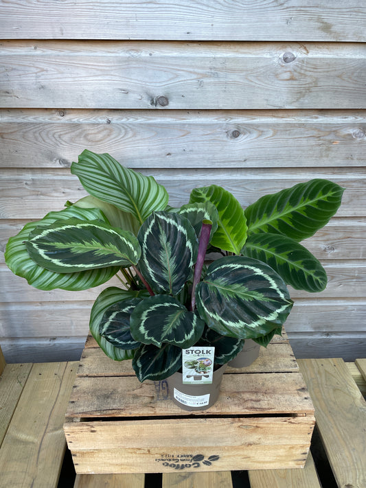 Calathea mix