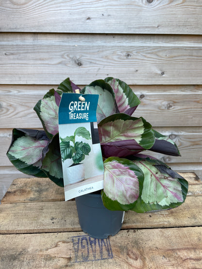Potted plant on a wooden surface