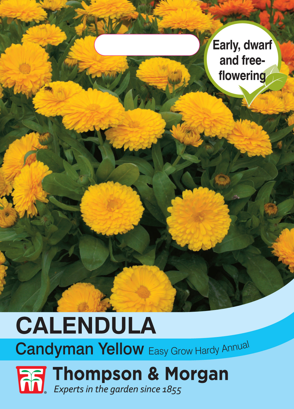 Calendula Candyman Yellow