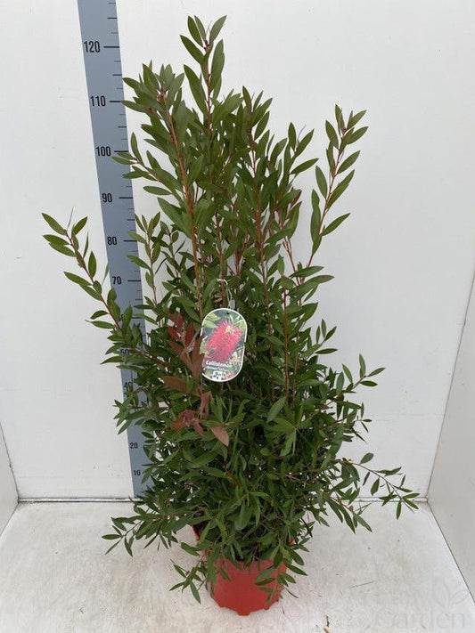 Callistemon Citrinus Splendens / C7,5 - 100cm-Easy Garden Centre