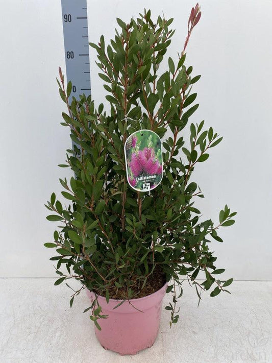 Callistemon Hot Pink / C7,5 - 90cm-Easy Garden Centre