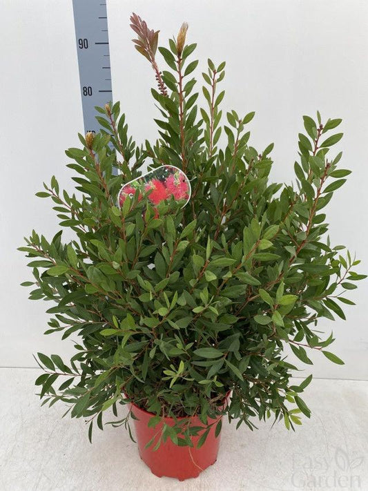 Callistemon Leavis / C7,5 - 75cm-Easy Garden Centre