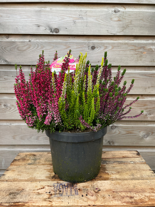 Potted calluna heather with mixed colour