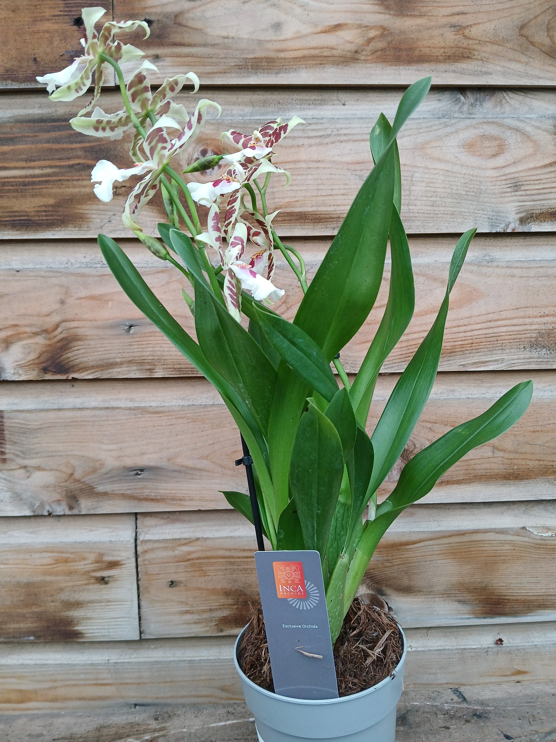 Cambria 'Inca' mix / P12 - 3 stem-Easy Garden Centre