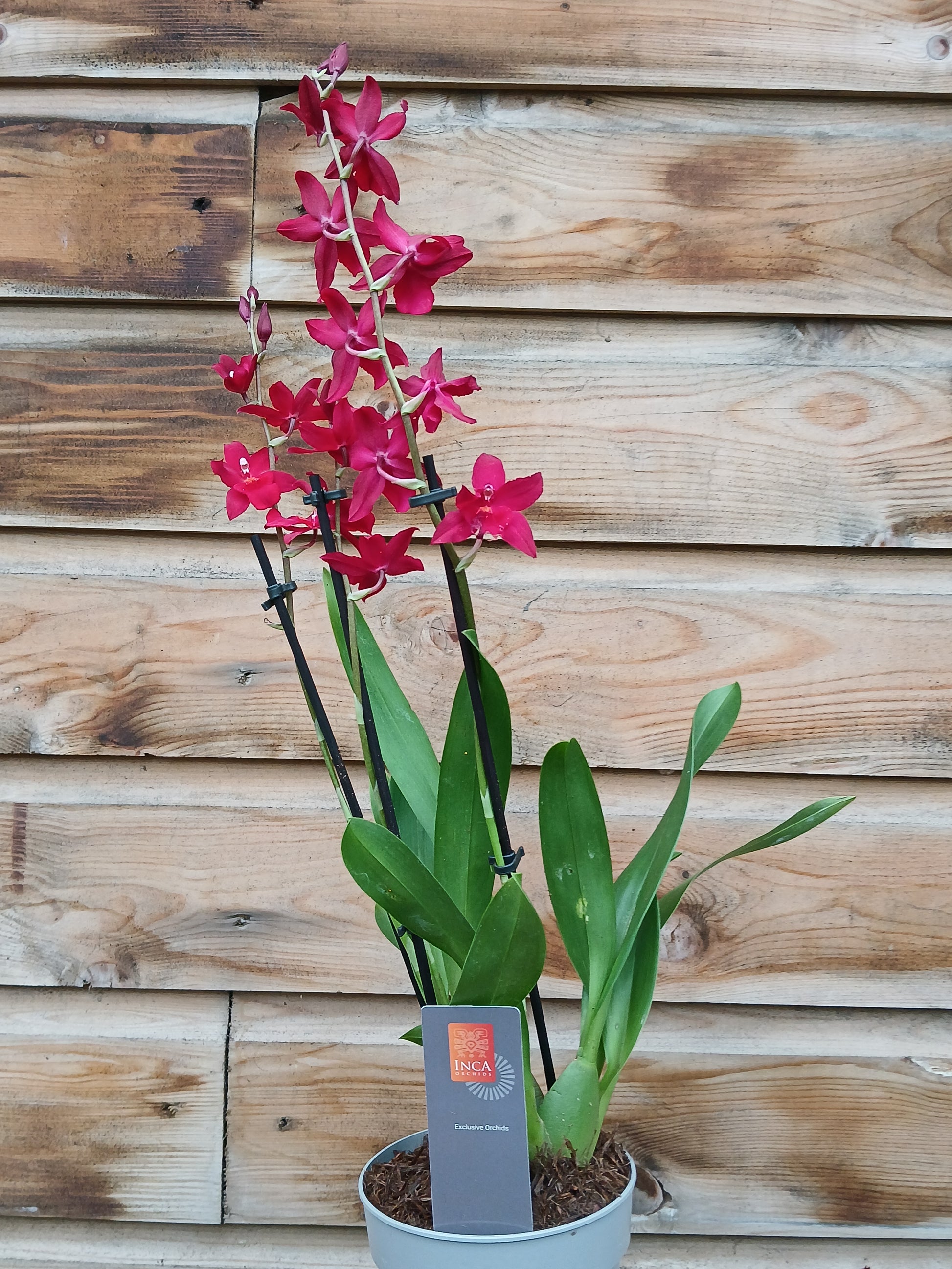 Cambria 'Inca' mix / P12 - 3 stem-Easy Garden Centre