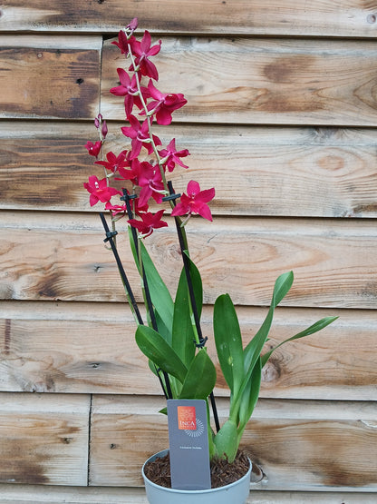 Cambria 'Inca' mix / P12 - 3 stem-Easy Garden Centre