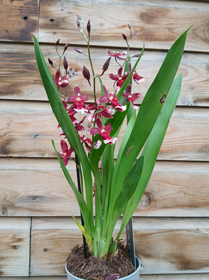 Cambria 'Inca' mix / P12 - 3 stem-Easy Garden Centre