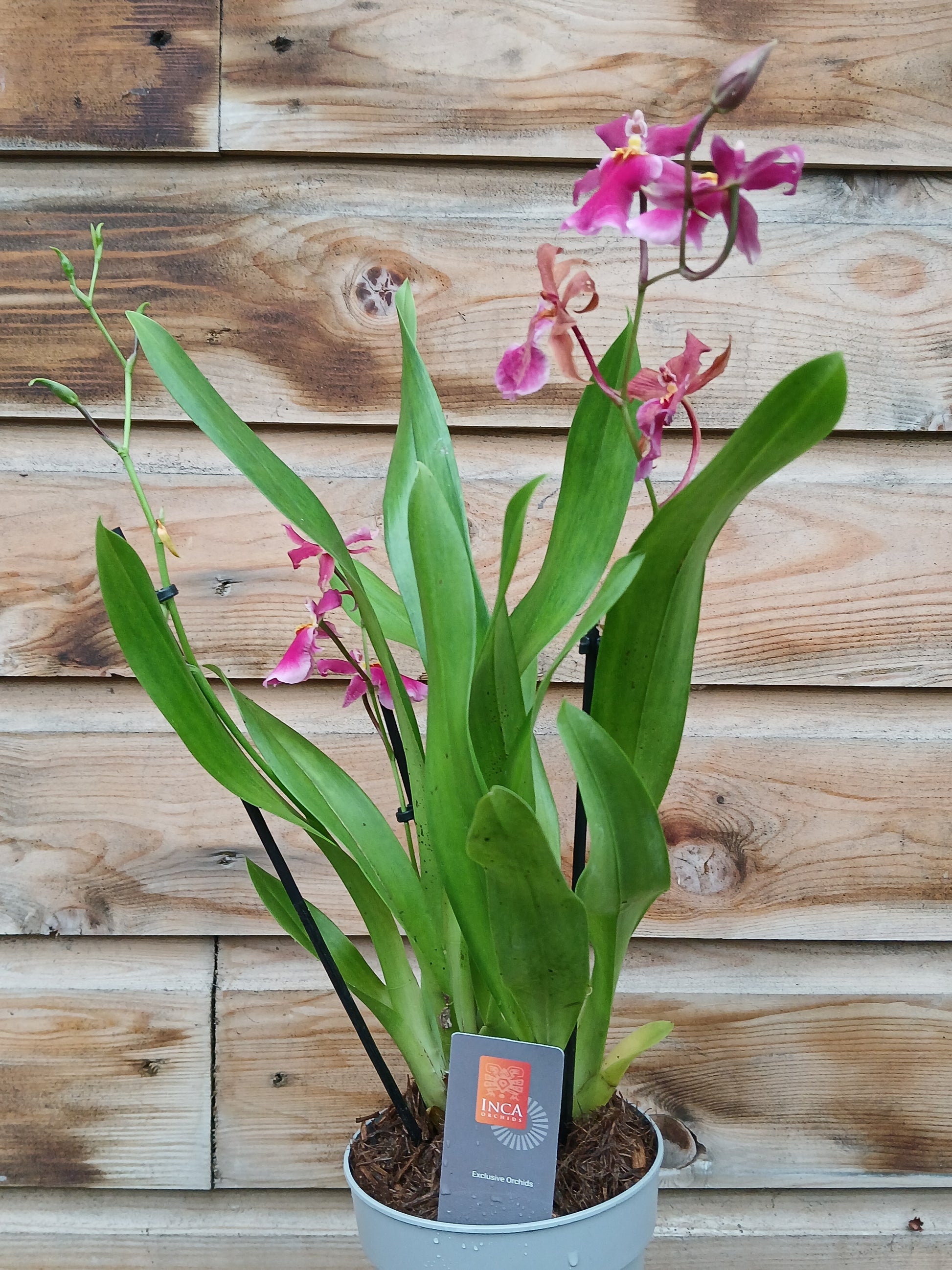 Cambria 'Inca' mix / P12 - 3 stem-Easy Garden Centre