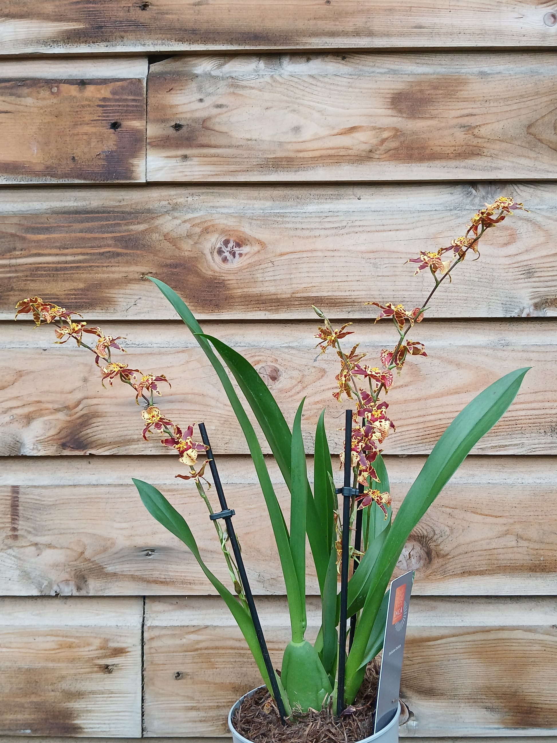 Cambria 'Inca' mix / P12 - 3 stem-Easy Garden Centre