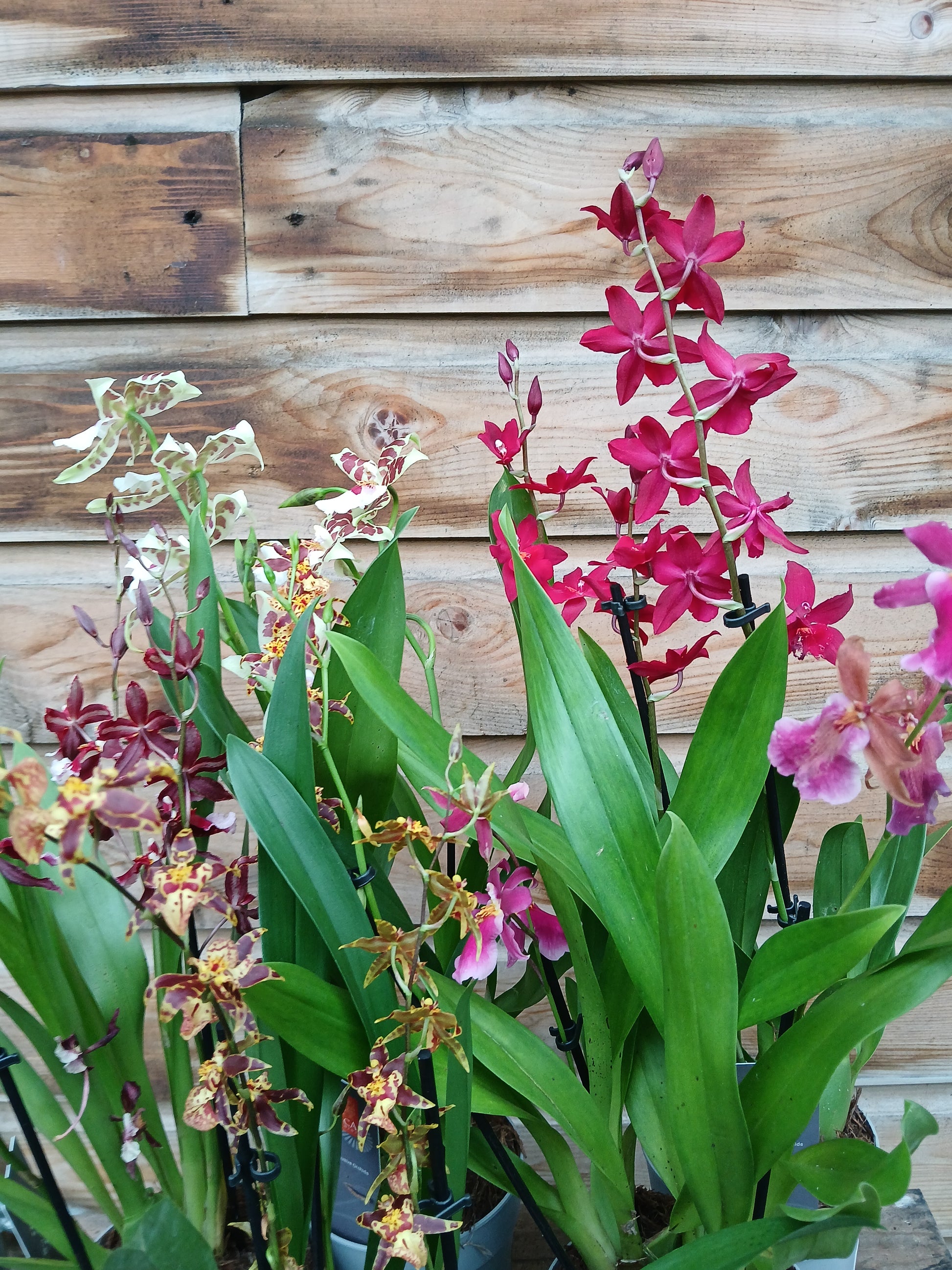 Cambria 'Inca' mix / P12 - 3 stem-Easy Garden Centre