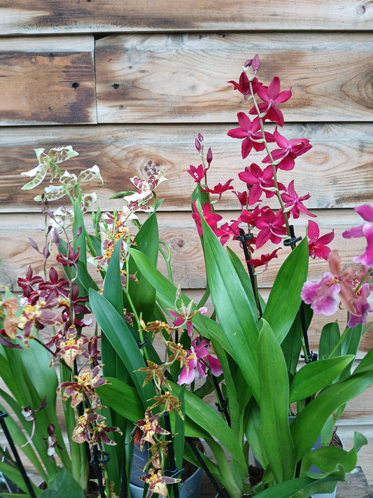 Cambria 'Inca' mix / P12 - 3 stem-Easy Garden Centre