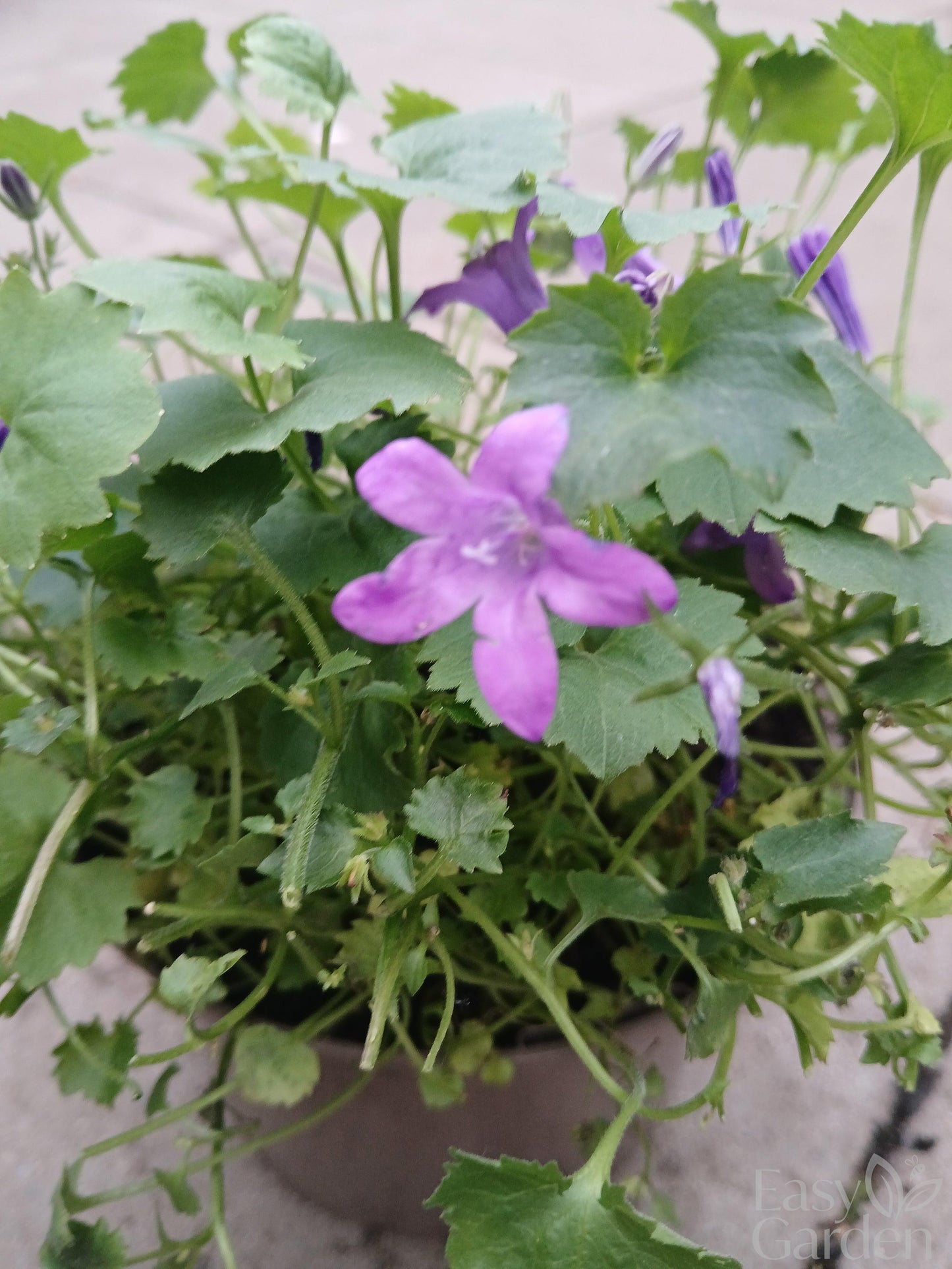 Campanula Catharina / 2ltr-Easy Garden Centre