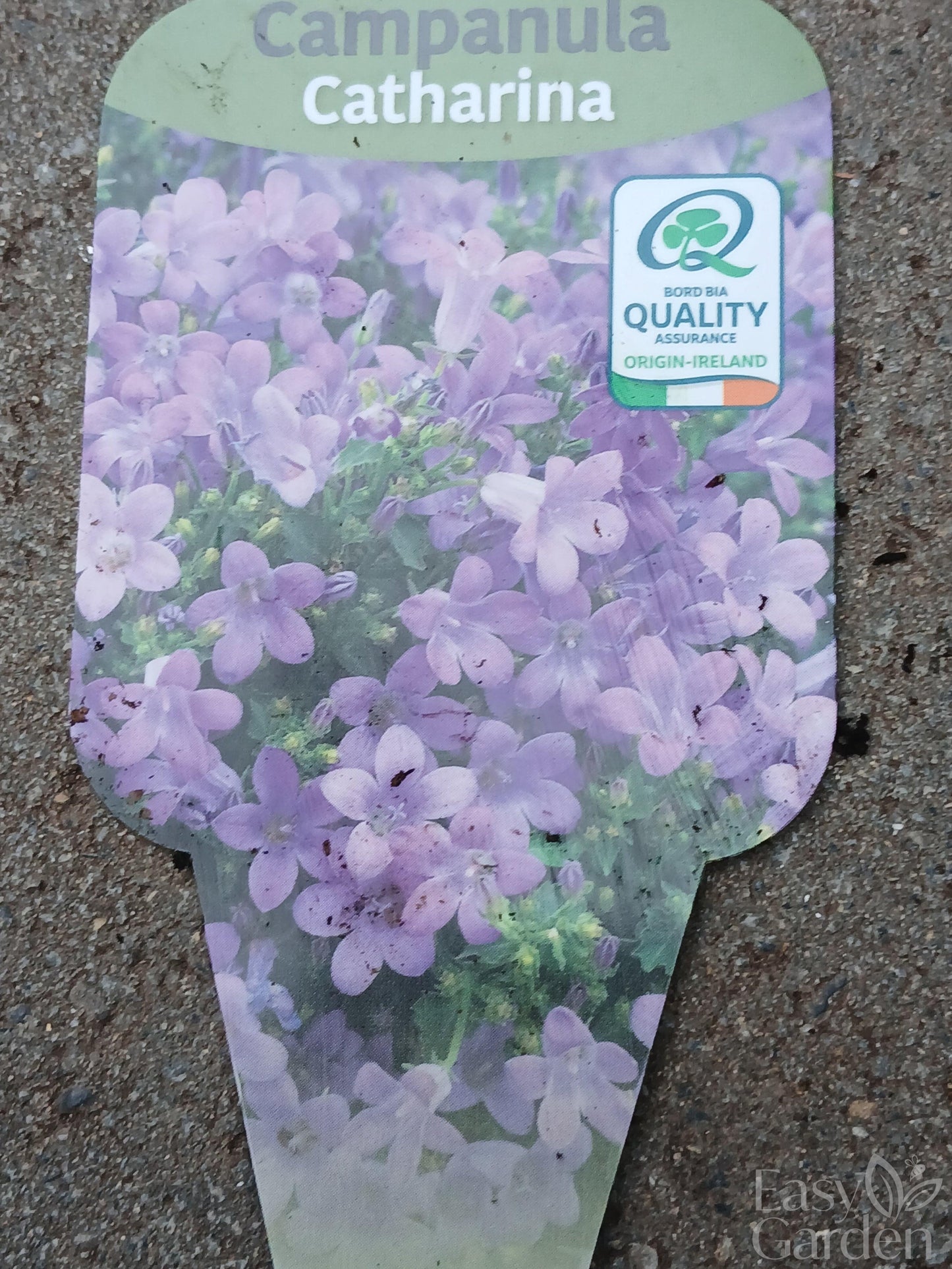 Campanula Catharina / 2ltr-Easy Garden Centre