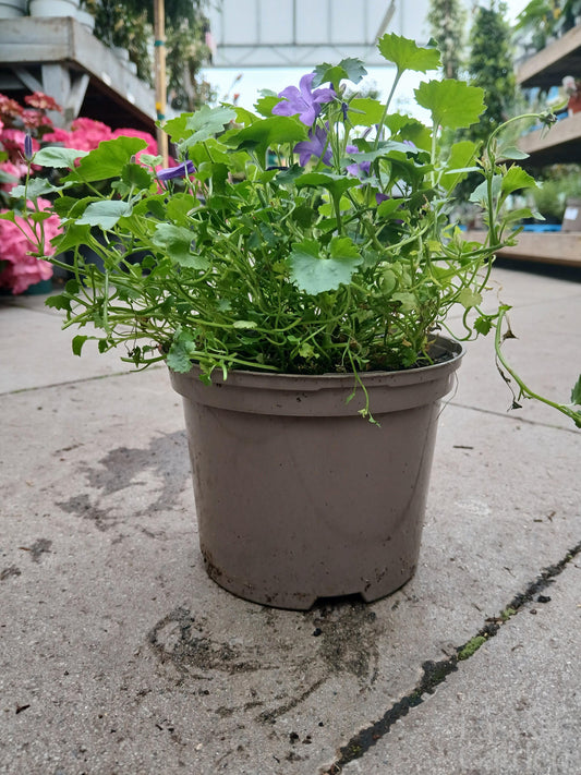 Campanula Catharina / 2ltr-Easy Garden Centre