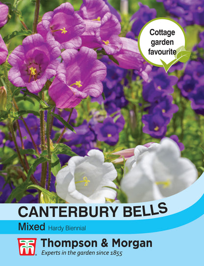 Canterbury Bells Mixed