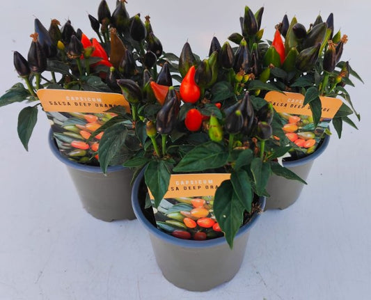 Capsicum mix