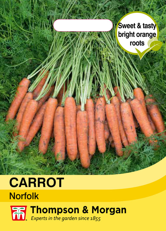 Carrot Norfolk