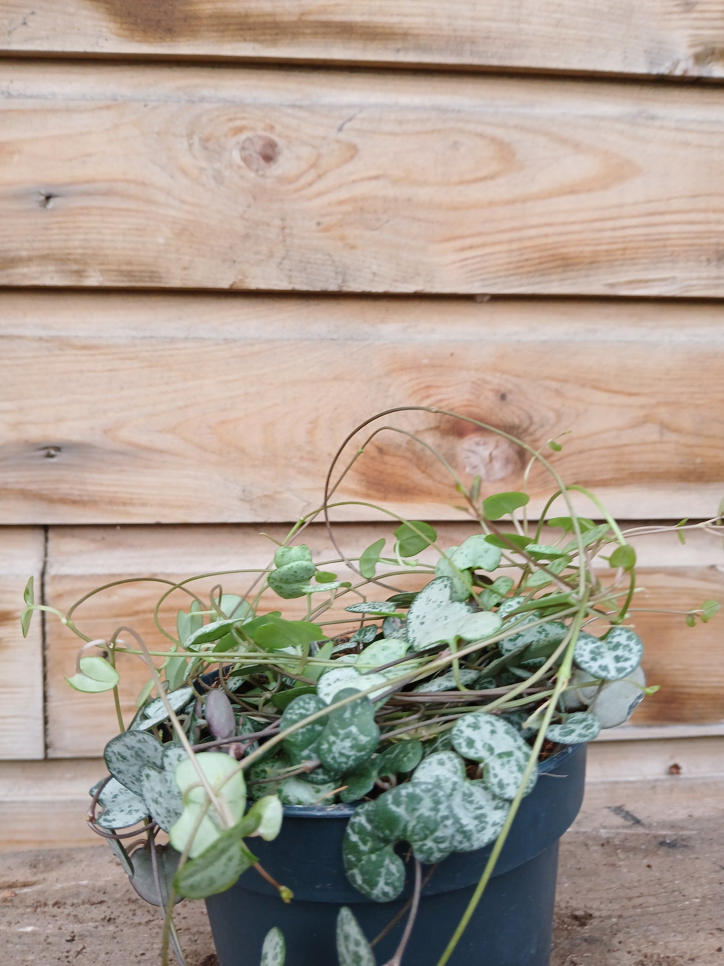 Ceropegia woodii / P12-Easy Garden Centre