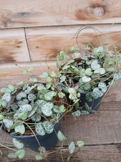 Ceropegia woodii / P12-Easy Garden Centre