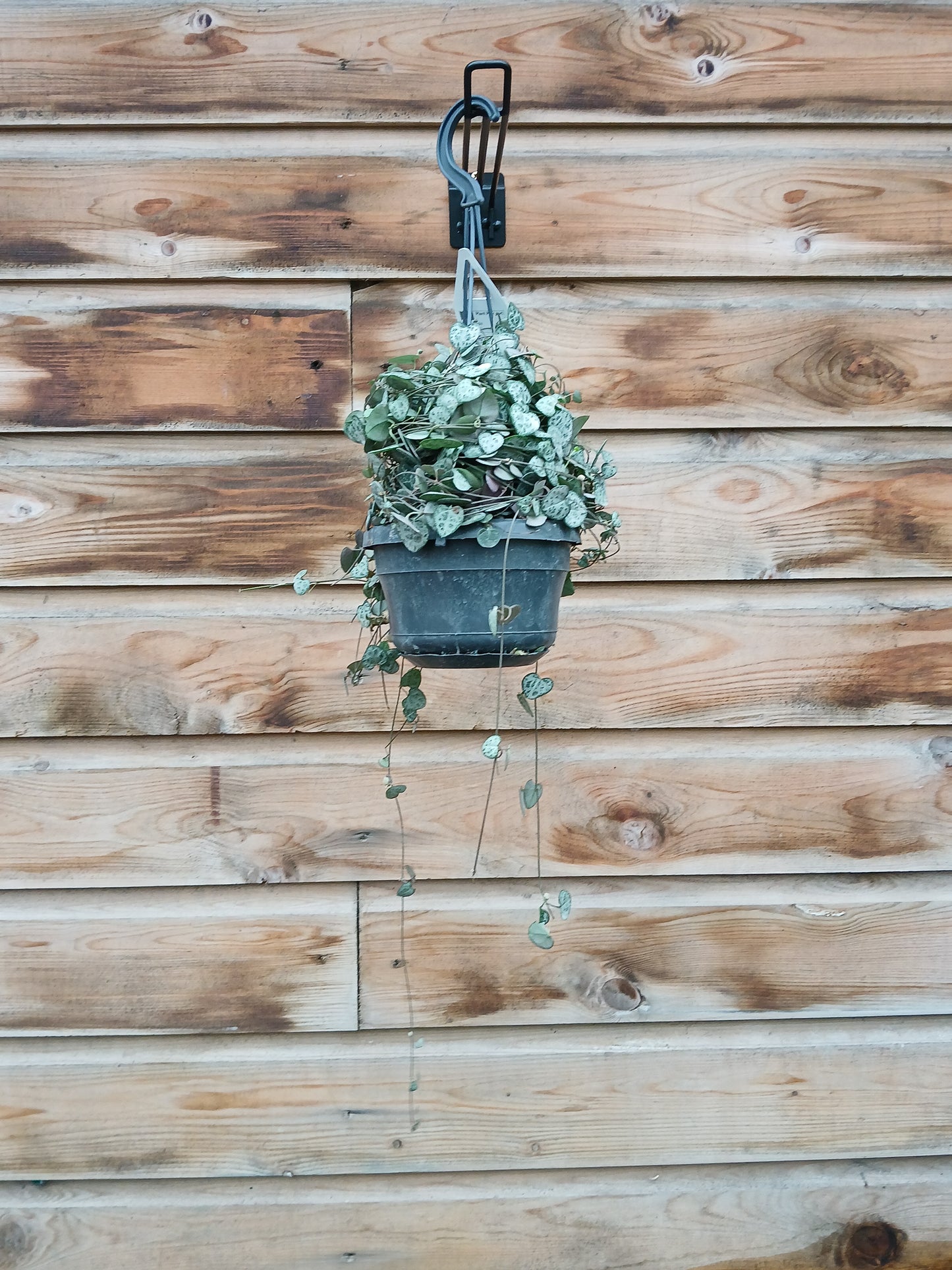 Ceropegia woodii / P14, hanging pot-Easy Garden Centre