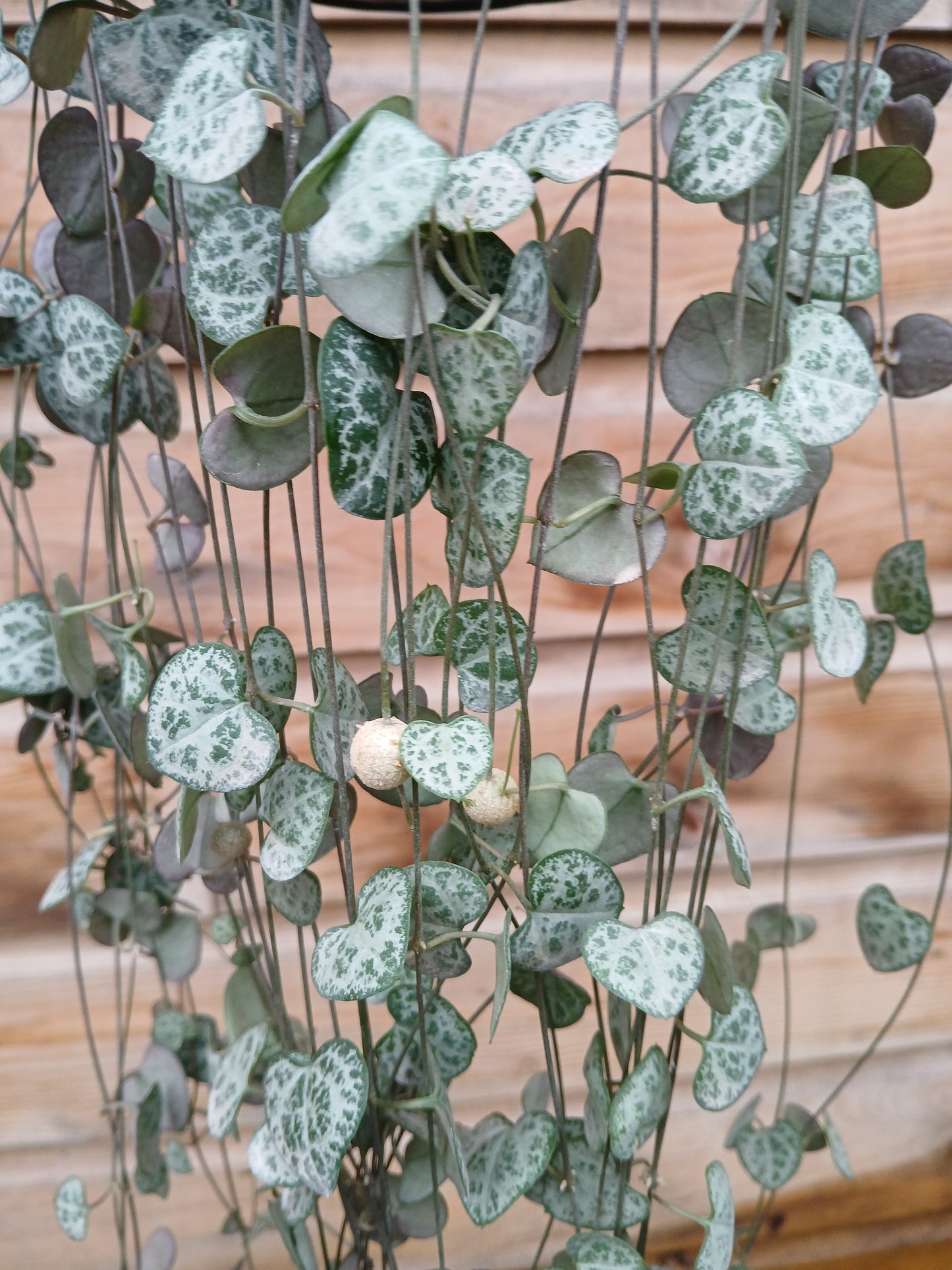 Ceropegia woodii / P14, hanging pot-Easy Garden Centre