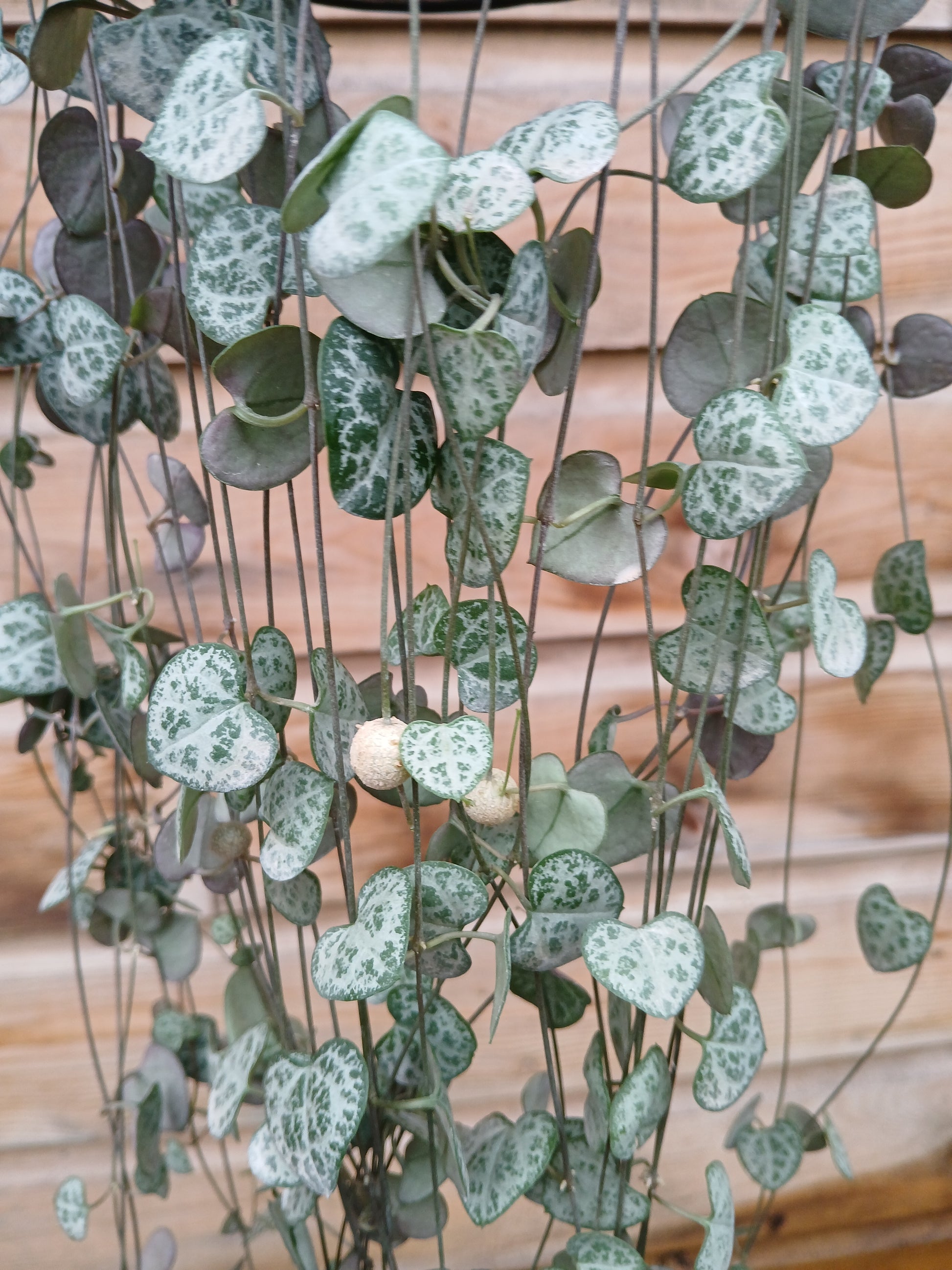 Ceropegia woodii / P14, hanging pot-Easy Garden Centre
