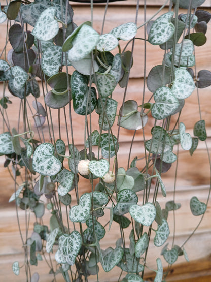 Ceropegia woodii / P14, hanging pot-Easy Garden Centre