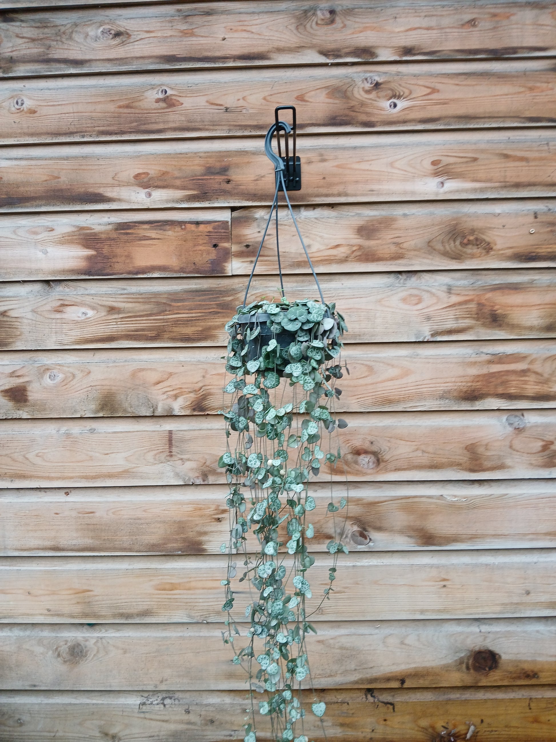 Ceropegia woodii / P14, hanging pot-Easy Garden Centre
