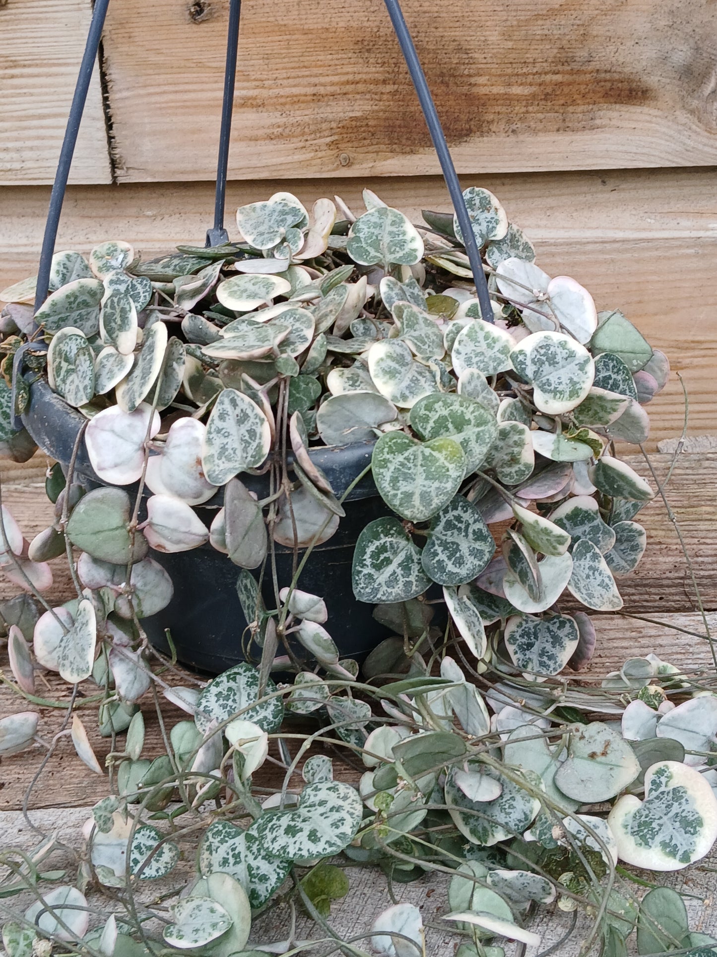 Ceropegia woodii 'Variegata' / P14, hanging pot-Easy Garden Centre