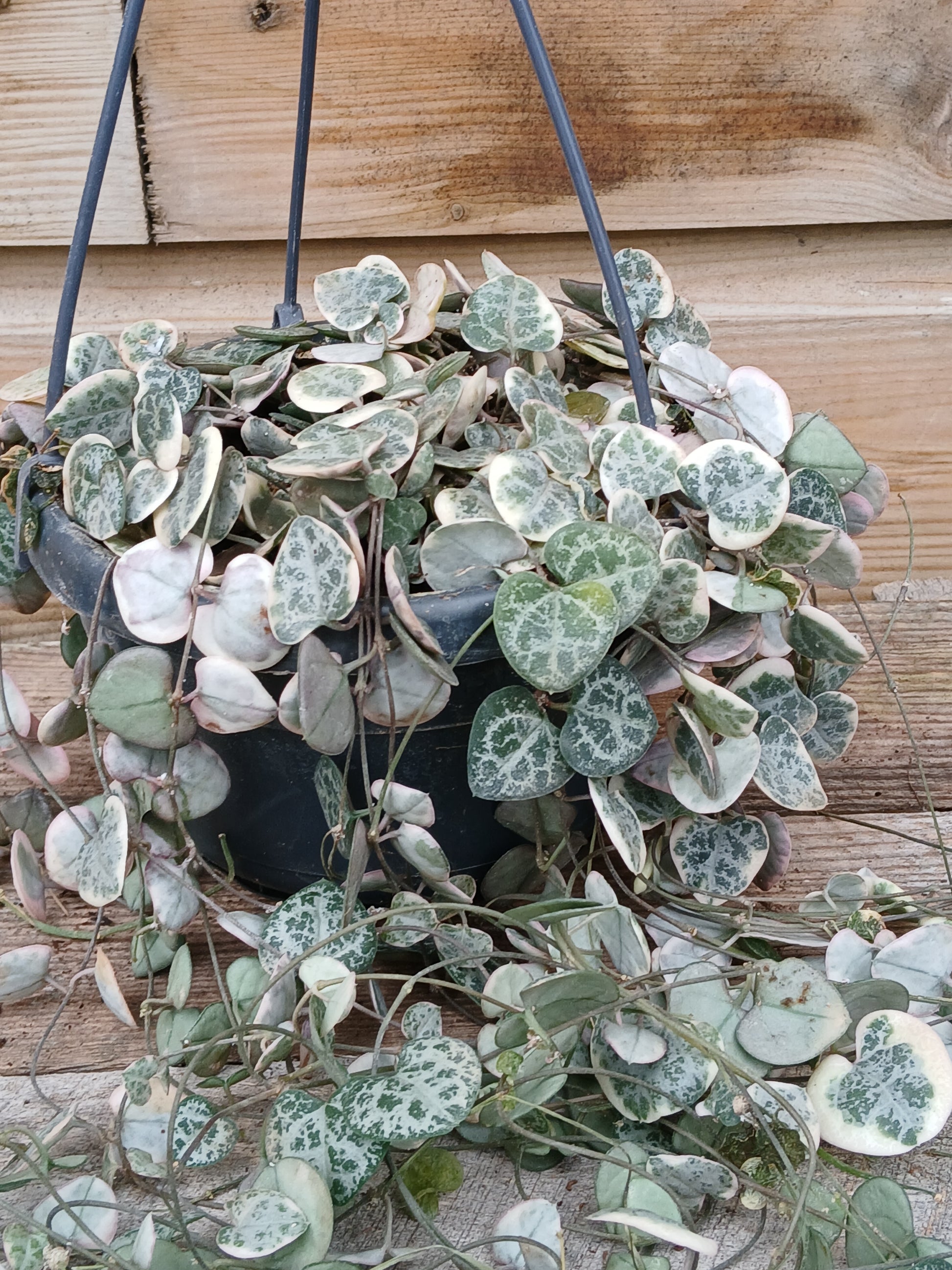 Ceropegia woodii 'Variegata' / P14, hanging pot-Easy Garden Centre
