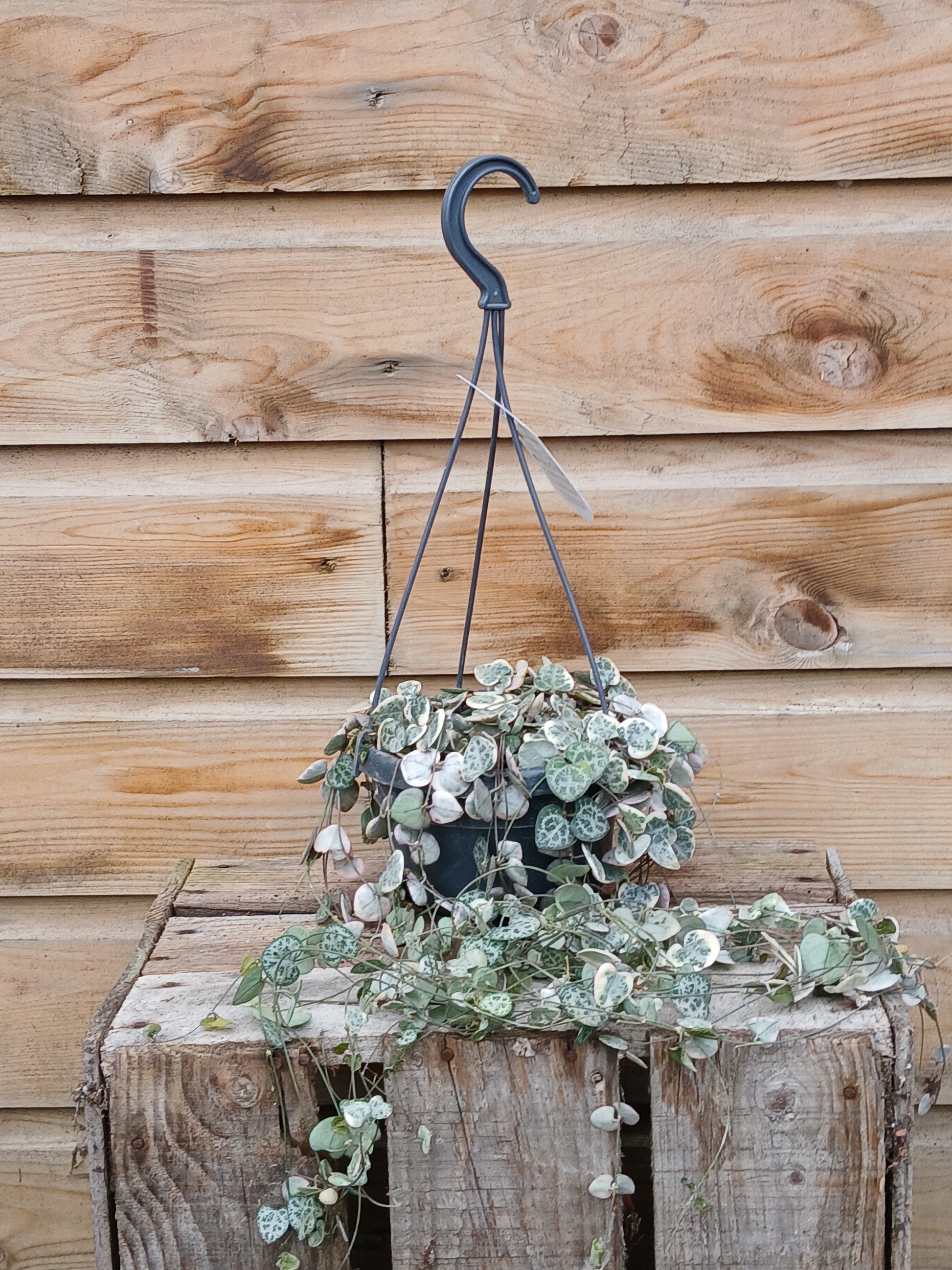 Ceropegia woodii 'Variegata' / P14, hanging pot-Easy Garden Centre