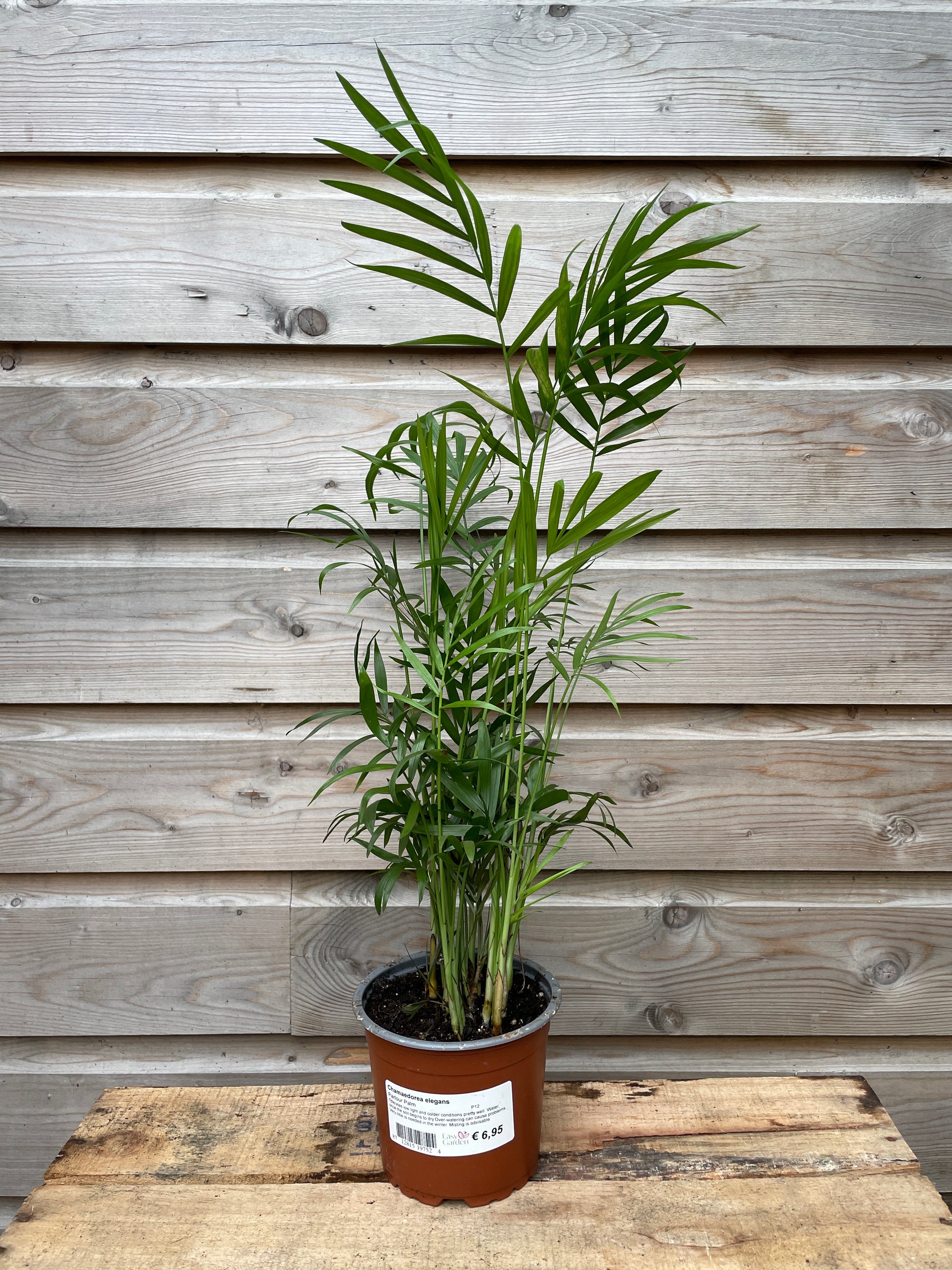 Chamaedorea elegans / P12-Easy Garden Centre