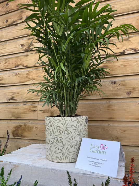 Chamaedorea elegans / P18-Easy Garden Centre